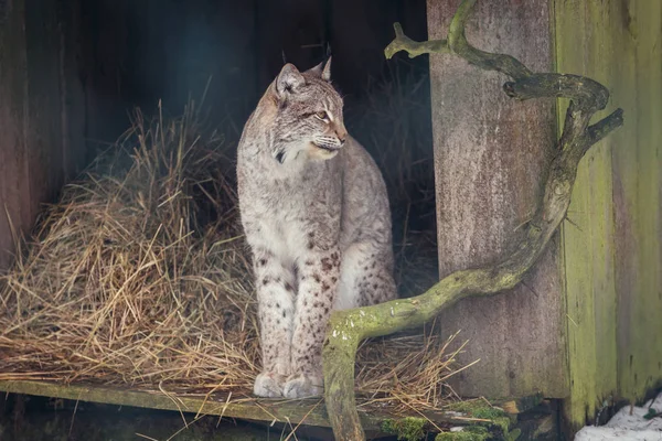 Luchs in Polen — Stockfoto