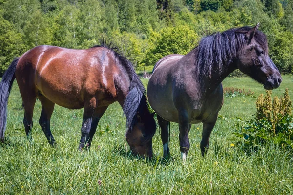 Konie hucul w Polsce — Zdjęcie stockowe