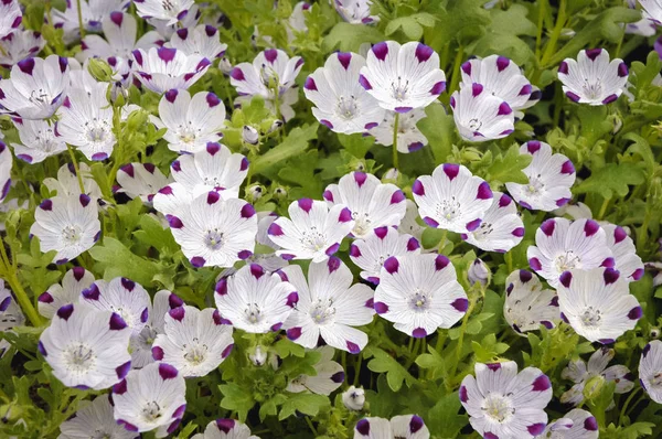 Nemophila maculata plant — Stockfoto