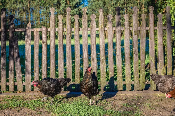 Tavuk Polonya — Stok fotoğraf