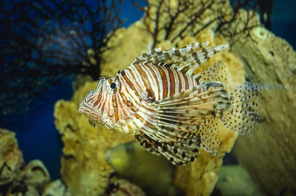 Коралловые рифы — стоковое фото
