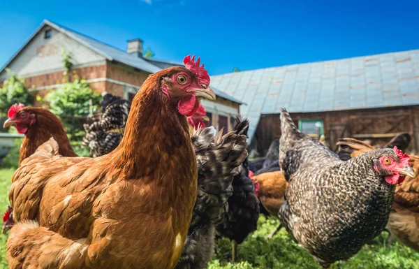 Pollos en Polonia — Foto de Stock