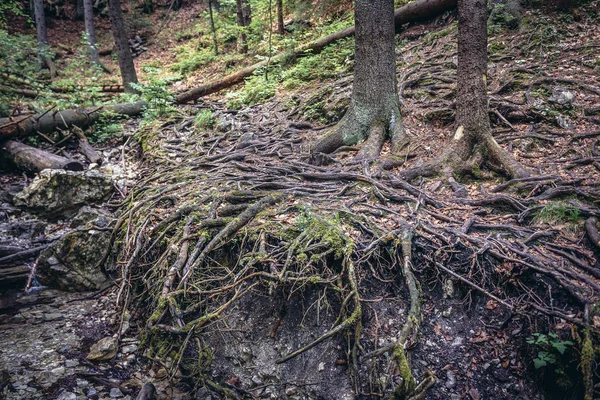 Bosque en el paraíso eslovaco — Foto de Stock