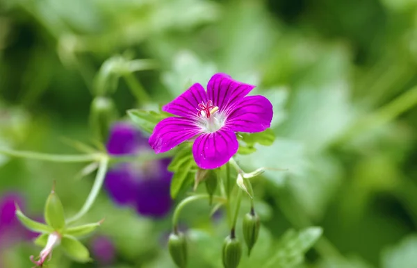 Marais Cranesbill fleurs — Photo