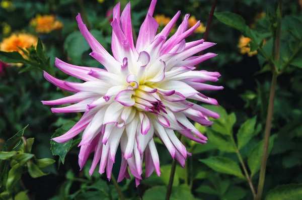 Dahlia flor no jardim — Fotografia de Stock