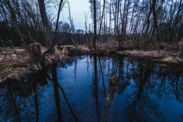 Forêt de Kampinos en Pologne — Photo