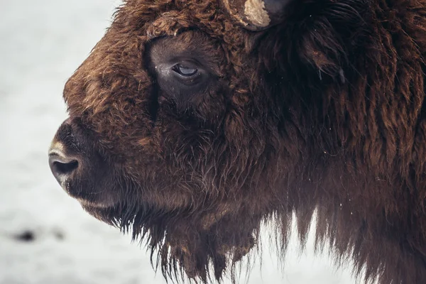 Wisent v Polsku — Stock fotografie