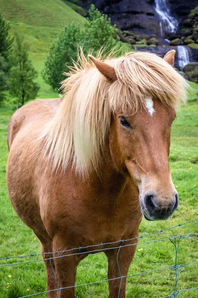 Portret Van Een Paard Een Weiland Het Zuiden Van Ijsland — Stockfoto