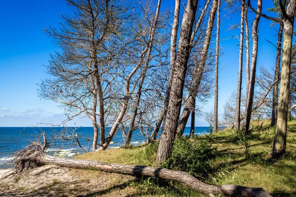 Tress Una Duna Sulla Spiaggia Del Mar Baltico Nel Parco — Foto Stock