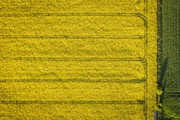 Drone Photo Yellow Blooming Rapeseed Field Rogow Village Lodz Province — Φωτογραφία Αρχείου