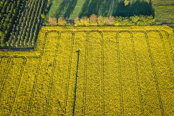 Drone Photo Yellow Blooming Rapeseed Field Rogow Village Lodz Province — 图库照片