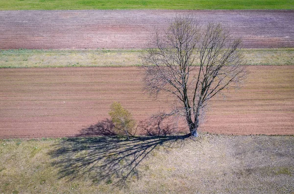 Vue Drone Arbre Sur Les Champs Labourés Près Village Wolka — Photo