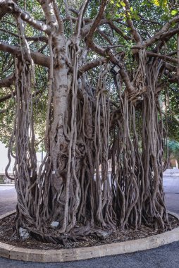 Large Indian banyan tree in the area of American University in Beirut, capital city Lebanon clipart