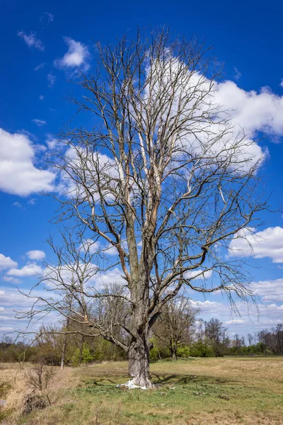 Getrockneter Baum Ufer Des Flusses Liwiec Der Nähe Des Dorfes — Stockfoto