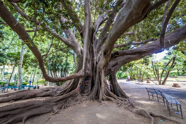 Catania Italia Mayo 2019 Ficus Macrophylla Gran Árbol Banyan Parque — Foto de Stock