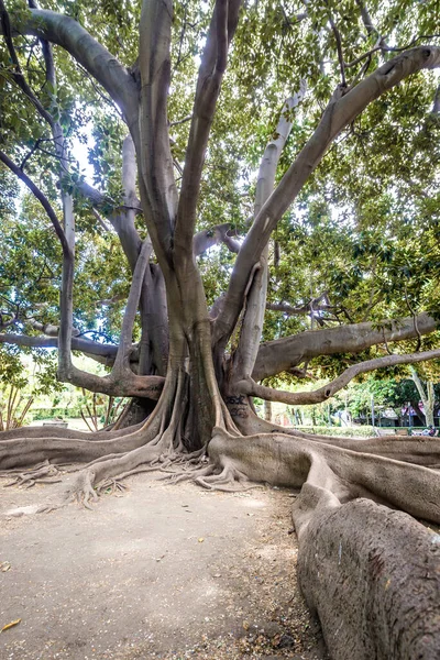 Duże Drzewo Banyan Ficus Macrophylla Parku Villa Bellini Katanii Wschodnim — Zdjęcie stockowe