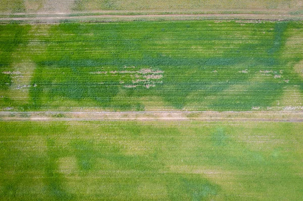 波兰Mazowsze地区黑麦田的无人机照片 — 图库照片