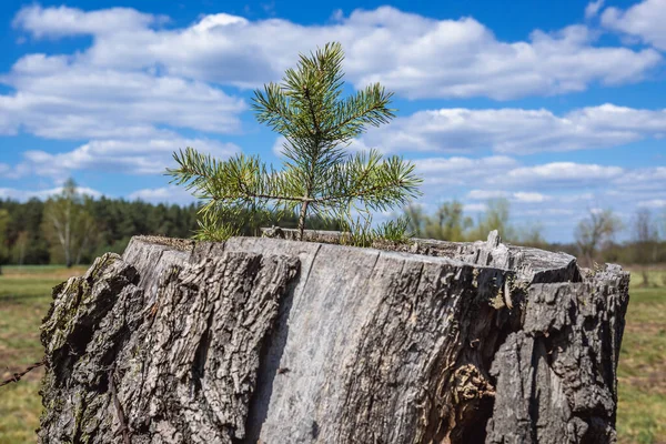Kiefer Fängt Auf Einem Alten Baumstamm Wachsen Mazowsze Region Polen — Stockfoto