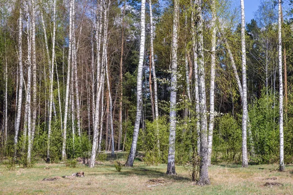 Betulle Una Piccola Foresta Vicino Jaczew Piccolo Villaggio Nella Regione — Foto Stock