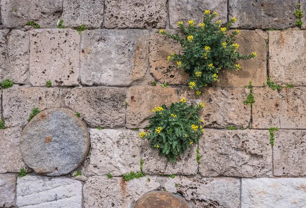Muro Repleto Colunas Romanas Porto Byblos Líbano Uma Das Cidades — Fotografia de Stock