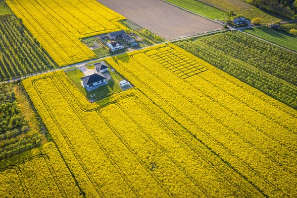 Drone View Yellow Blooming Rapeseed Field Rogow Village Lodz Province — Stock Photo, Image