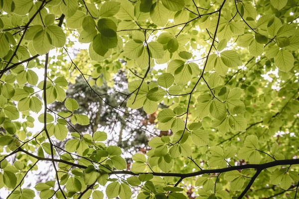 ブナの木とも呼ばれるヨーロッパのブナの新緑の葉の上で閉じます — ストック写真