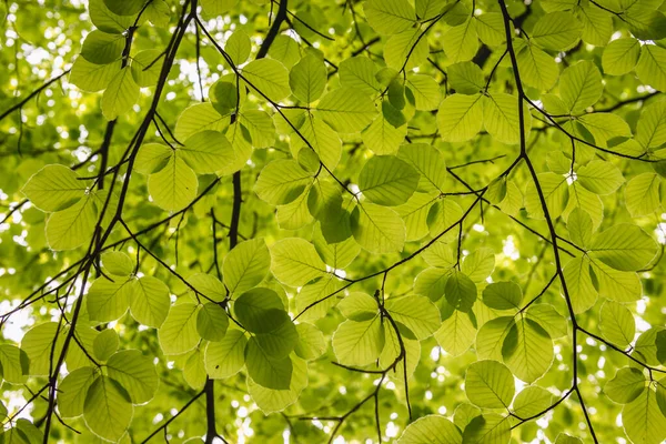 ブナの木とも呼ばれるヨーロッパのブナの新緑の葉の上で閉じます — ストック写真