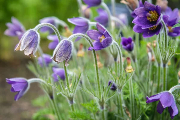 Close Een Violette Pasque Bloemen Verscheidenheid Pulsatilla Campanella — Stockfoto