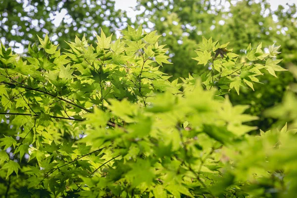 スムーズなカエデの緑の新鮮な葉 Acer Palmatum Tree — ストック写真