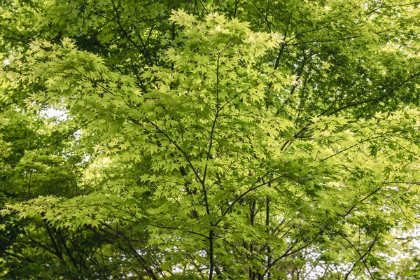 Gröna Blad Mjuk Japansk Lönn Acer Palmatum Träd — Stockfoto