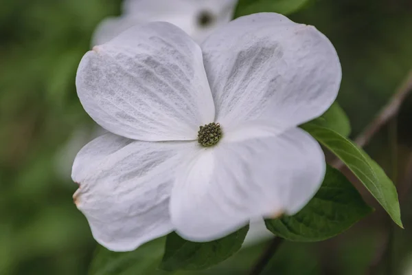 Macro Cornus Tek Bir Çiçeğine Yaklaş Var Eddies White Wonder — Stok fotoğraf