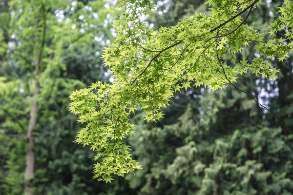 スムーズなカエデの緑の新鮮な葉 Acer Palmatum Tree — ストック写真