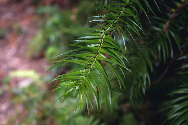 Selvi Familyasındaki Çin Köknar Ağacı Yaprakları Cunninghamia Lanceolata — Stok fotoğraf