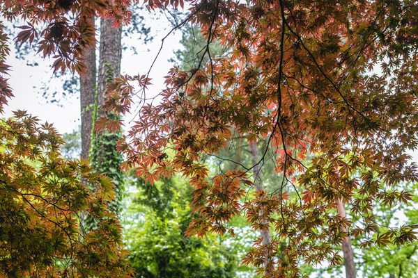 Redleaved Variedade Maple Suave Japonês Árvore Acer Palmatum — Fotografia de Stock