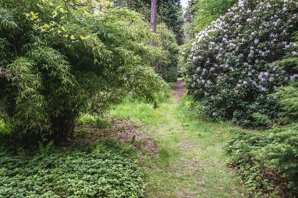 Alley in Arboretum famous forest botanical garden in Rogow, small village near Lodz city, Poland