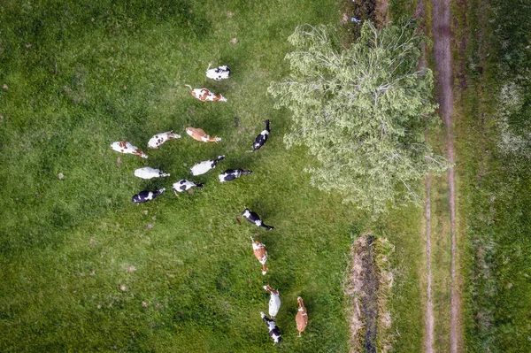 Drone View Cows Pasturage Mazowsze Region Poland — Stock Photo, Image