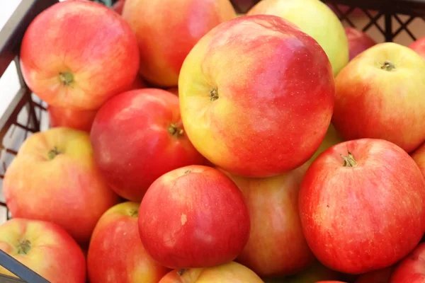 Een Goede Oogst Van Vers Geplukt Herfst Appels — Stockfoto