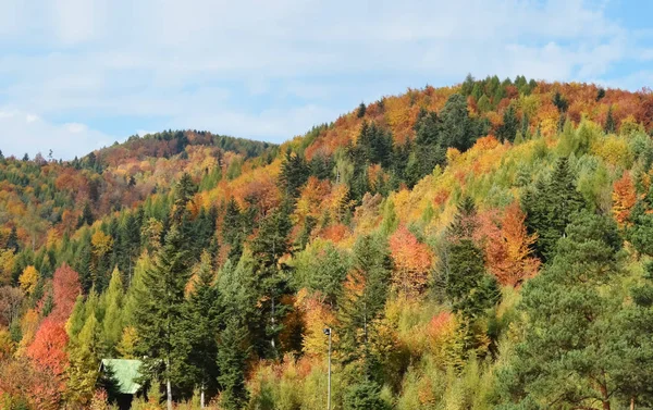 惊人的五颜六色的秋天在斯洛伐克的山脉 免版税图库照片