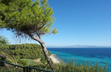 Hill ve turkuaz denizin ve kumlu plaj, Halkidiki Yarımadası, Yunanistan panoramik manzarasının çam ağacı.