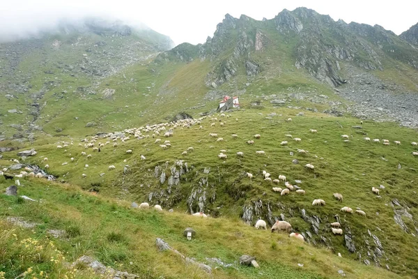 Troupeau Moutons Béliers Paissent Sur Les Pentes Verdoyantes Des Monts — Photo