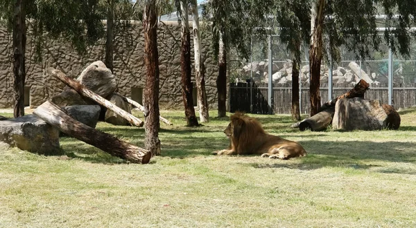 Lew leży w cieniu drzew w Izmirze zoo. — Zdjęcie stockowe