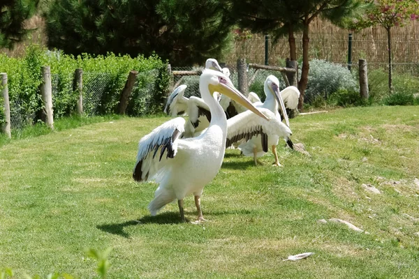 Witte pelikanen op het groene grasveld in de dierentuin. — Stockfoto