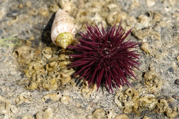 Cockleshell and purple sea urchin on the stony shore of the Medi