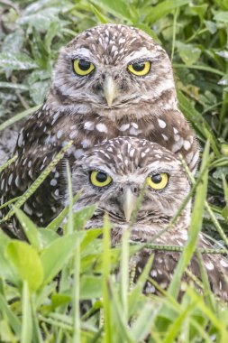 A couple of burrowing owls spotted at the Vista View Park at Davie, FL on Juy 26th, 2018 clipart