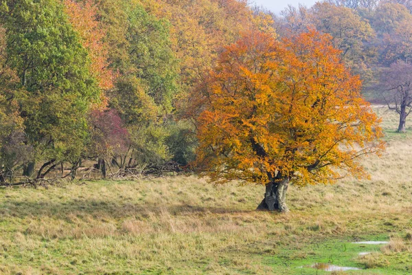 Otoño Bosque Norte Copenhague Dinamarca — Foto de Stock