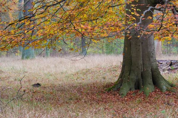 秋天在哥本哈根北部的森林 — 图库照片