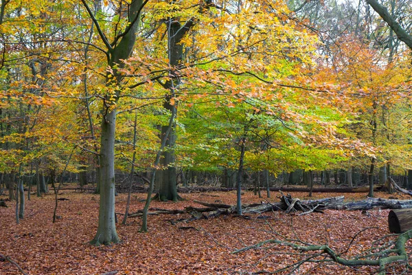 Autunno Una Foresta Nord Copenaghen Danimarca — Foto Stock