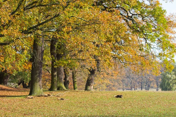 Jesień Lesie Północ Kopenhagi Dania — Zdjęcie stockowe