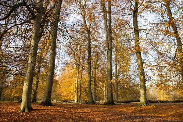Outono Numa Floresta Norte Copenhaga Dinamarca — Fotografia de Stock