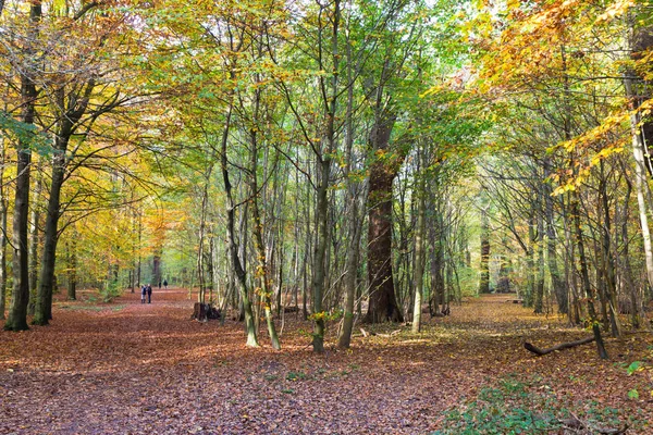 Herbst Einem Wald Nördlich Von Kopenhagen Dänemark — Stockfoto